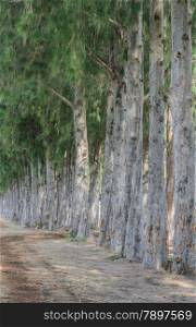 Row of pine tree