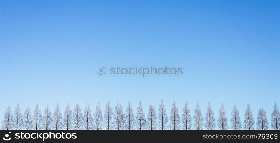 Row of pine trees with clear blue sky on backgrounds.
