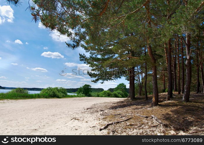 row of pines and firs on a summer beach. Belarus