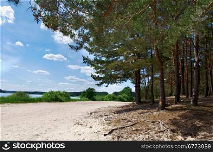 row of pines and firs on a summer beach. Belarus