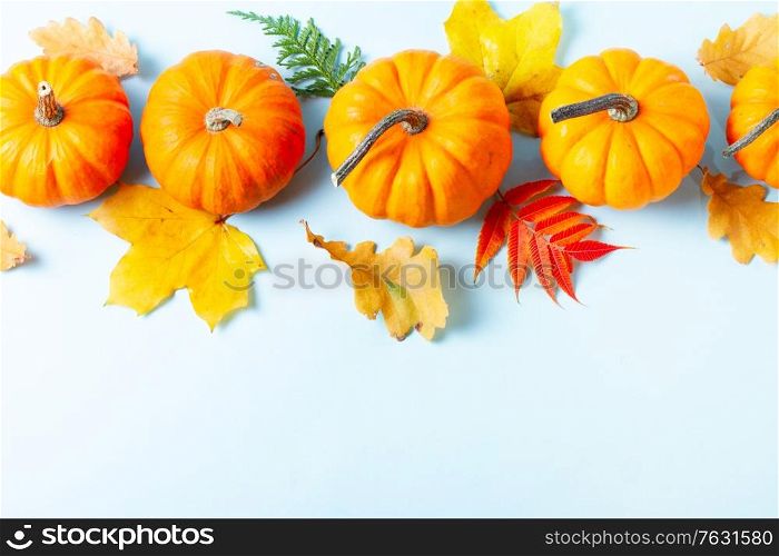 Row of raw orange pumpkins and leaves on blue background with copy space. pumpkin on table