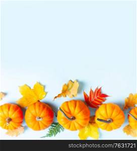 Row of raw orange pumpkins and leaves on plain blue background with copy space. pumpkin on table