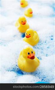 Row of Rubber Ducks in Bubble Bath