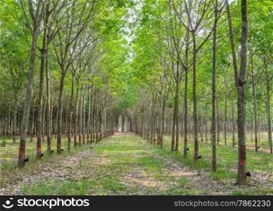Row of rubber tree plantation