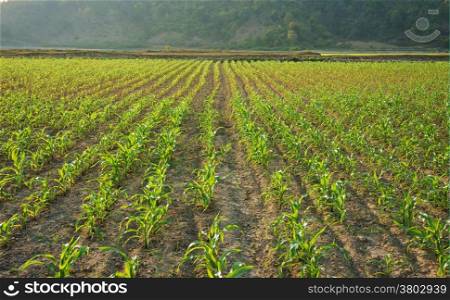 Row of sapling vegetable plant on bed of soil at maize field on day, begin of crop at agriculture country in asia as Viet Nam