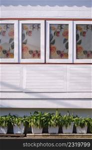 Row of small snake lily plant are growing with wooden windows on vintage white house wall background in vertical frame