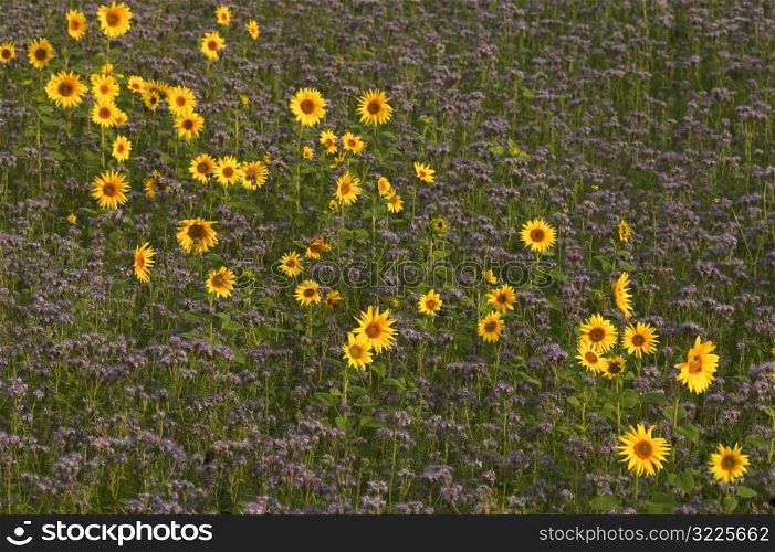 Row Of Sunflowers In A Purple Meadow
