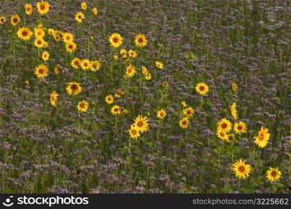 Row Of Sunflowers In A Purple Meadow