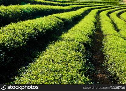 Row of tea trees in farm. Chinese tea farm, Asia.