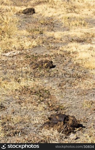 Row of three bison scat (feces) in open grass field