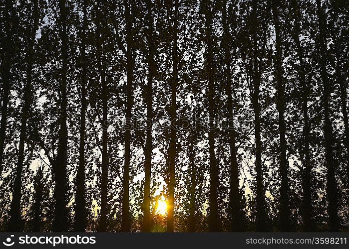 Row of Trees at Sunset