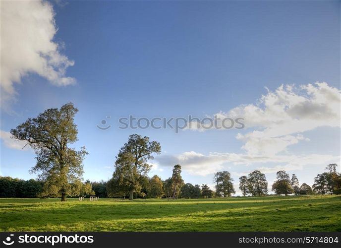 Row of trees at sunset with blue sky background, Gloucestershire, England.