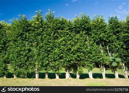 Row of trees green wall under blue sky