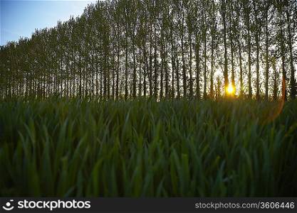Row of Trees in Countryside
