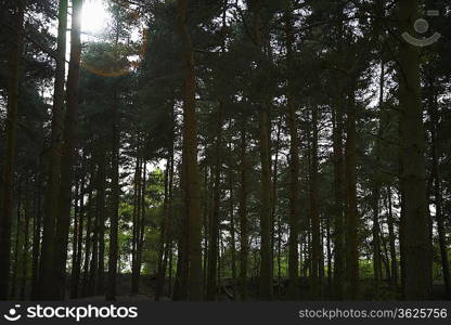 Row of Trees in Forest
