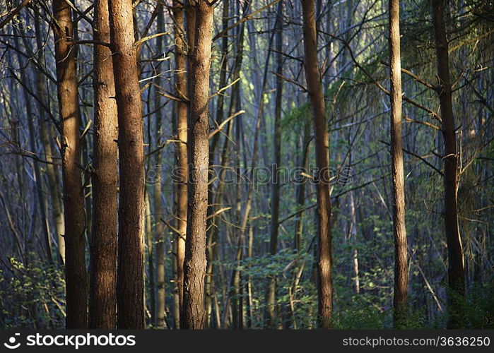 Row of Trees in Forest