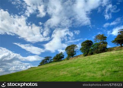 Row of trees on Meon Hill near the Cotswold village of Mickleton, Chipping Campden, Gloucestershire, England.