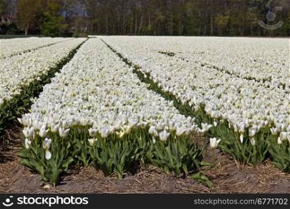 Row of tulips flowers on a farm in the Netherlands
