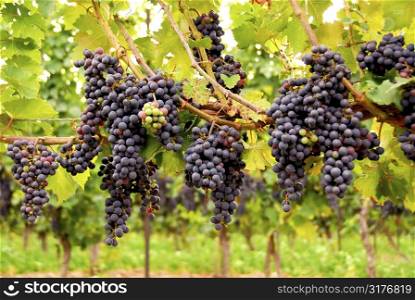 Row of vines with red grapes