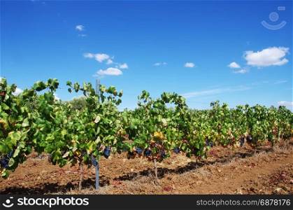 row of Vineyard at Portugal, Alentejo region
