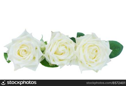 Row of white blooming fresh rose flowers isolated on white background. White blooming roses