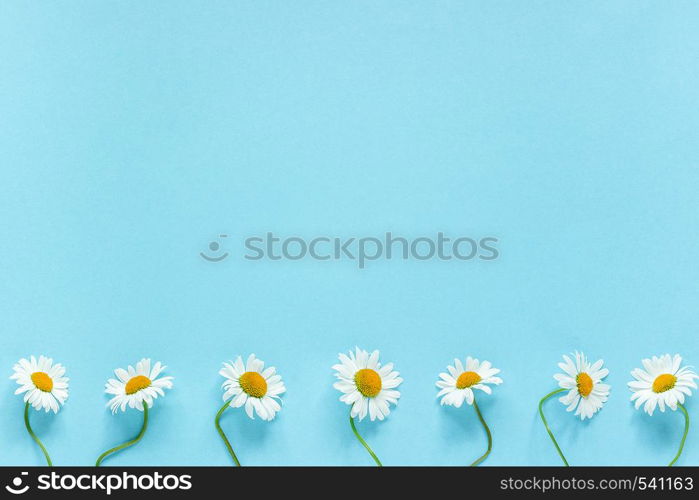 Row of white chamomiles daisies flowers on pastel blue color paper background Copy space Template for postcard, lettering, text or your design Flat lay Top view Concept Hello summer.. Row of white chamomiles daisies flowers on pastel blue color paper background Copy space Template for postcard, lettering, text or your design Flat lay Top view Concept Hello summer