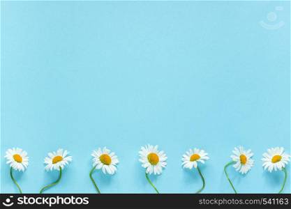 Row of white chamomiles daisies flowers on pastel blue color paper background Copy space Template for postcard, lettering, text or your design Flat lay Top view Concept Hello summer.. Row of white chamomiles daisies flowers on pastel blue color paper background Copy space Template for postcard, lettering, text or your design Flat lay Top view Concept Hello summer