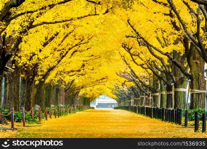 Row of yellow ginkgo tree in autumn. Autumn park in Tokyo, Japan.