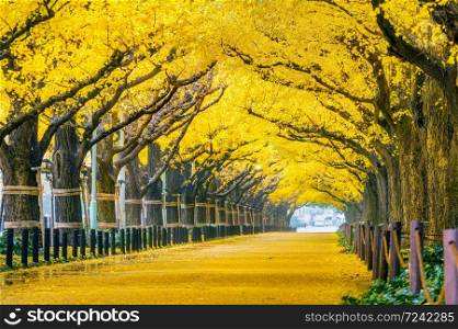 Row of yellow ginkgo tree in autumn. Autumn park in Tokyo, Japan.