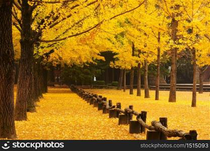 Row of yellow ginkgo tree in nami island, South korea.