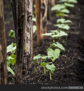 Row of young bean sprouts grows on bed in spring garden