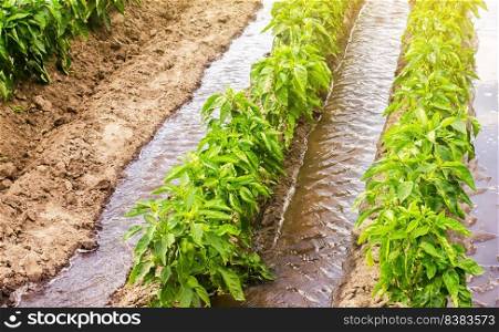 Row watering of pepper plantations. Heavy copious irrigation. Growing vegetables in the agricultural industry. Organic food products. Farmland. Agriculture agribusiness. Beautiful farm field