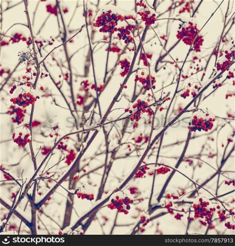 Rowan berries and snow - tinted color image