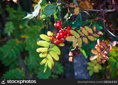 Rowan berries at a branch with autumn colored leaves