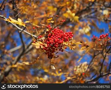 rowan berries in autumn