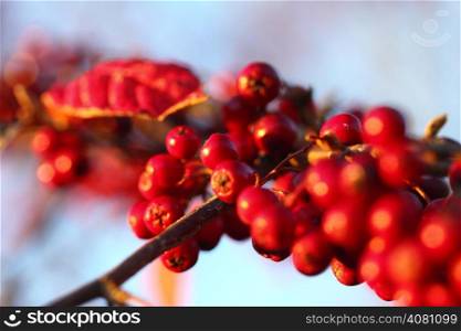 Rowan berries in the fall in natural setting on a background of blue sky