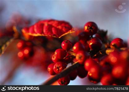 Rowan berries in the fall in natural setting on a background of blue sky