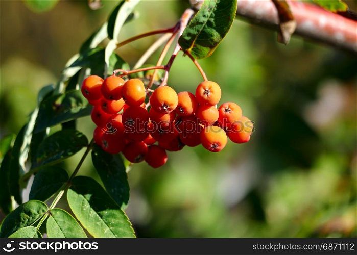 Rowan berries on a blurred background.