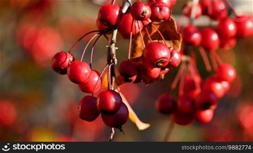 Rowan berries on a branch.  Sorbus alnifolia ,  Sorbus aucuparia 