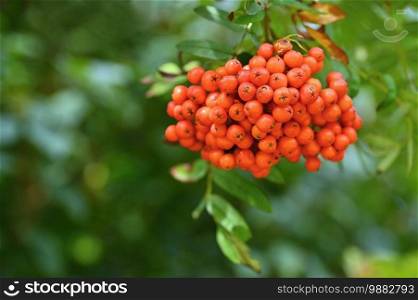Rowan berries on a branch.  Sorbus alnifolia ,  Sorbus aucuparia 