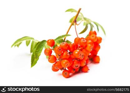 Rowan berries on a twig with leaves isolated on white
