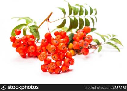Rowan berries on a twig with leaves isolated on white. Rowan berries isolated