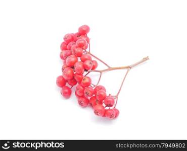 rowan berries on a white background