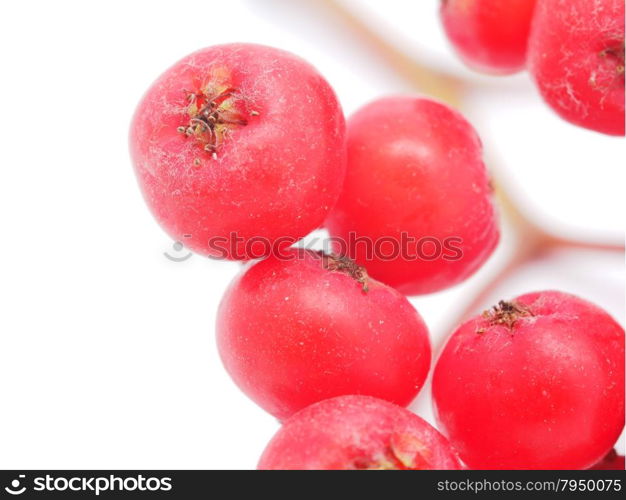 rowan berries on a white background