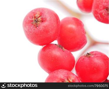 rowan berries on a white background