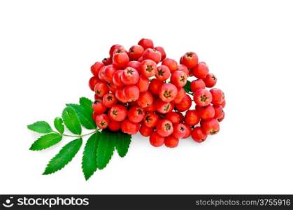 Rowan berries red ripe with green leaves isolated on white background