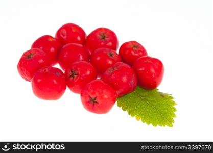 rowan berry and leaf isolated on white