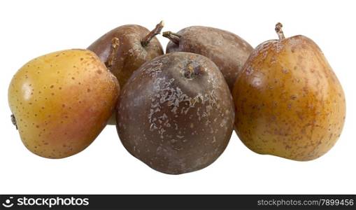 Rowan Berry Fruit, Sorbus Domestica