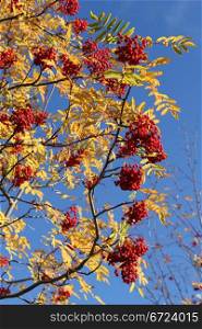 Rowan berry tree with berry in september, Russia