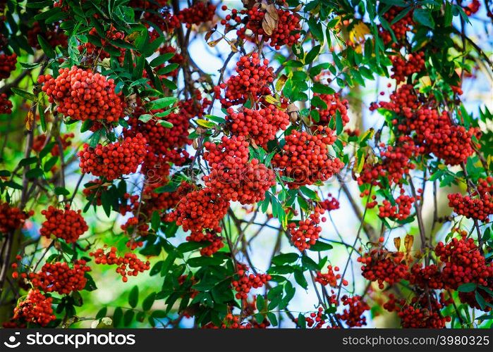 Rowan branch with a bunch of red ripe berries
